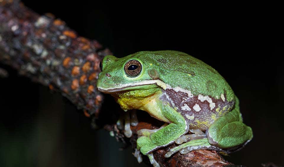 Barking tree frog facts distribution population biodb